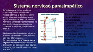 .
Es responsable de las funciones
corporales cuando estamos en
reposo: estimula la digestión, activa
varios procesos metabólicos y nos
ayuda a relajarnos. Pero los sistemas
nerviosos simpático y parasimpático no
siempre funcionan en direcciones
opuestas; a veces se complementan
entre sí.
El sistema parasimpático se origina en
el tronco del encéfalo. Sus funciones
son más diferenciadas.
Es responsable de la regulación de
órganos internos del descanso de la
digestión y las actividades que ocurren
cuando el cuerpo está en reposo como
el sueño.
Actividades mediadas
por el sistema
parasimpático:
•El lagrimeo – en el ojo, la
pupila se contrae
•En los pulmones: contrae
los bronquios
•En la salivación: la
producción de saliva
aumenta
•En el corazón: disminuye
la frecuencia cardíaca
 
