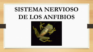 SISTEMA NERVIOSO
DE LOS ANFIBIOS
 