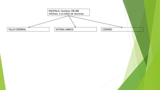 ENCEFALO. Contiene 100 000
millones, a un billón de neuronas.
TALLO CEREBRAL CEREBROSISTEMA LIMBICO
 