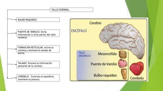 TALLO CEREBRAL
BULBO RAQUIDEO.
PUENTE DE VAROLIO. Envía
información a otras partes del tallo
cerebral.
FORMACIÓN RETICULAR. Activa la
corteza y estimula el estado de
alerta.
CEREBELO. Controla el equilibrio,
mantiene la postura.
TALAMO. Procesa la información
sensorial de la corteza.
 