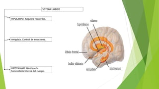 HIPOTÁLAMO. Mantiene la
homeostasis interna del cuerpo.
Amígdala. Control de emociones.
HIPOCAMPO. Adquiere recuerdos.
SISTEMA LIMBICO
 