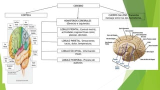 CEREBRO
LOBULO OCCIPITAL. Información
visual.
LOBULO FRONTAL. Control motriz,
actividades cognoscitivas como;
planear, decisión.
HEMISFERIOS CEREBRALES
(Derecho e izquierdo)
CORTEZA
LOBULO TEMPORAL. Proceso de
audición.
LOBULO PARIETAL. Sensaciones;
tacto, dolor, temperatura.
CUERPO CALLOSO. Transmite
mensaje entre los dos hemisferios.
 