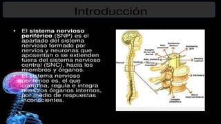 Sistema  nervioso
