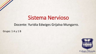 Sistema Nervioso
Docente: Yuridia Edwiges Grijalva Mungarro.
Grupo: 1 A y 1 B
 