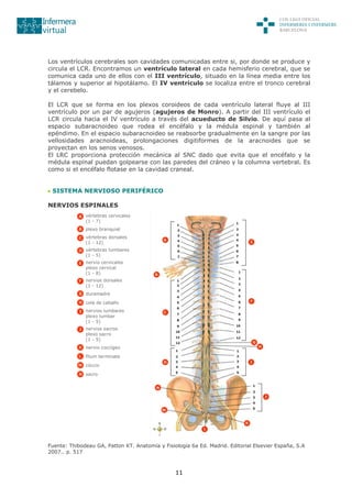 Sistema Nervioso Pdf Sistema Nervioso Pdf