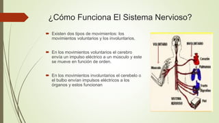 Sistema Nervioso.pptx