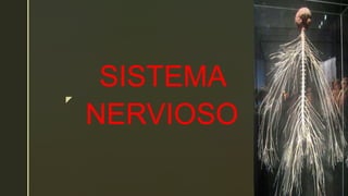 z
NERVIOSO
SISTEMA
 