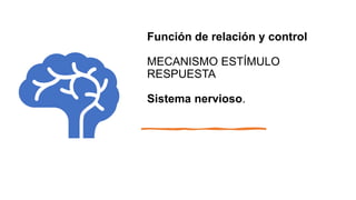 Función de relación y control
MECANISMO ESTÍMULO
RESPUESTA
Sistema nervioso.
 