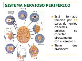 SISTEMA NERVIOSO PERIFÉRICO
 Está formado
también por 12
pares de nervios
craneales,
quienes se
conectan
directamente
con el cerebro 2.
 Tiene dos
divisiones:
 