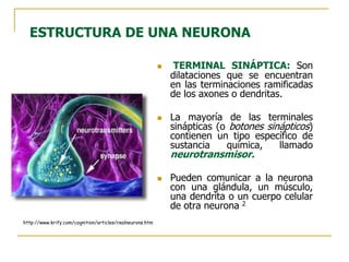  TERMINAL SINÁPTICA: Son
dilataciones que se encuentran
en las terminaciones ramificadas
de los axones o dendritas.
 La mayoría de las terminales
sinápticas (o botones sinápticos)
contienen un tipo específico de
sustancia química, llamado
neurotransmisor.
 Pueden comunicar a la neurona
con una glándula, un músculo,
una dendrita o un cuerpo celular
de otra neurona 2
http://www.krify.com/cognition/articles/realneurons.htm
ESTRUCTURA DE UNA NEURONA
 