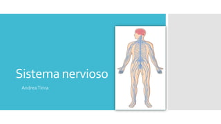 Sistema nervioso
AndreaTirira
 