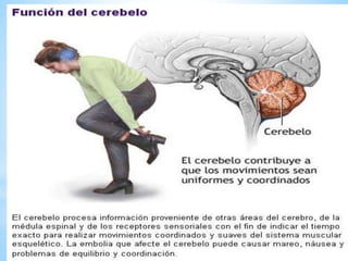 El cerebelo:
Esta situado detrás del cerebro y es más pequeño (120 gr.);
tiene forma de una mariposa con las alas extendidas. Consta
de tres partes: Dos hemisferios cerebelosos y el vérmix o
cuerpo vermiforme. Por fuera tiene sustancia gris y en el
interior sustancia blanca, esta presenta una forma
arborescente por lo que se llama el árbol de la vida. Coordina
los movimientos de los músculos al caminar y realizar otras
actividades motoras.
 