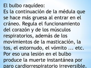 El bulbo raquídeo:
Es la continuación de la médula que
se hace más gruesa al entrar en el
cráneo. Regula el funcionamiento
del corazón y de los músculos
respiratorios, además de los
movimientos de la masticación, la
tos, el estornudo, el vómito ... etc.
Por eso una lesión en el bulbo
produce la muerte instantánea por
paro cardiorrespiratorio irreversible.
 