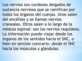 Los nervios son cordones delgados de
sustancia nerviosa que se ramifican por
todos los órganos del cuerpo. Unos salen
del encéfalo y se llaman nervios
craneales. Otros salen a lo largo de la
médula espinal: son los nervios raquídeos.
La información puede viajar desde los
órganos de los sentidos hacia el SNC, o
bien en sentido contrario: desde el SNC
hacia los músculos y glándulas.
 