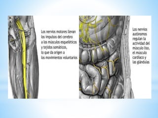 Sistema nervioso.pdf. breve explicación.