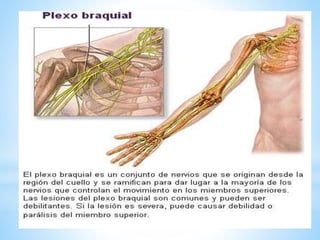 Sistema nervioso.pdf. breve explicación.