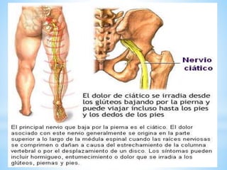 Sistema nervioso.pdf. breve explicación.