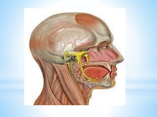 Sistema nervioso.pdf. breve explicación.