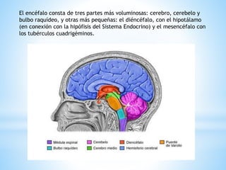 El encéfalo consta de tres partes más voluminosas: cerebro, cerebelo y
bulbo raquídeo, y otras más pequeñas: el diéncéfalo, con el hipotálamo
(en conexión con la hipófisis del Sistema Endocrino) y el mesencéfalo con
los tubérculos cuadrigéminos.
 