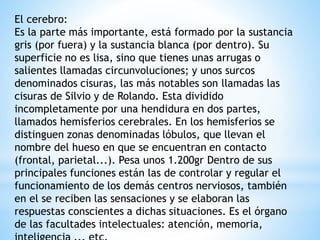 El cerebro:
Es la parte más importante, está formado por la sustancia
gris (por fuera) y la sustancia blanca (por dentro). Su
superficie no es lisa, sino que tienes unas arrugas o
salientes llamadas circunvoluciones; y unos surcos
denominados cisuras, las más notables son llamadas las
cisuras de Silvio y de Rolando. Esta dividido
incompletamente por una hendidura en dos partes,
llamados hemisferios cerebrales. En los hemisferios se
distinguen zonas denominadas lóbulos, que llevan el
nombre del hueso en que se encuentran en contacto
(frontal, parietal...). Pesa unos 1.200gr Dentro de sus
principales funciones están las de controlar y regular el
funcionamiento de los demás centros nerviosos, también
en el se reciben las sensaciones y se elaboran las
respuestas conscientes a dichas situaciones. Es el órgano
de las facultades intelectuales: atención, memoria,
 