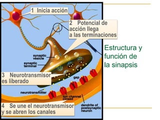 Estructura y
función de
la sinapsis
1 Inicia acción
2 Potencial de
acción llega
a las terminaciones
3 Neurotransmisor
es liberado
4 Se une el neurotransmisor
y se abren los canales
 