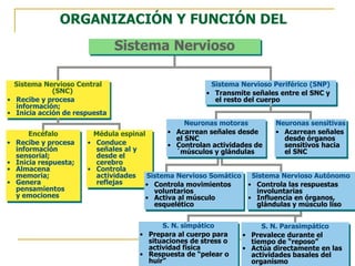 Sistema Nervioso Central
(SNC)
• Recibe y procesa
información;
• Inicia acción de respuesta
Encéfalo
• Recibe y procesa
información
sensorial;
• Inicia respuesta;
• Almacena
memoria;
• Genera
pensamientos
y emociones
Médula espinal
• Conduce
señales al y
desde el
cerebro
• Controla
actividades
reflejas
Sistema Nervioso Periférico (SNP)
• Transmite señales entre el SNC y
el resto del cuerpo
Neuronas sensitivas
• Acarrean señales
desde órganos
sensitivos hacia
el SNC
S. N. simpático
• Prepara al cuerpo para
situaciones de stress o
actividad física
• Respuesta de “pelear o
huir”
S. N. Parasimpático
• Prevalece durante el
tiempo de “reposo”
• Actúa directamente en las
actividades basales del
organismo
ORGANIZACIÓN Y FUNCIÓN DEL
Sistema Nervioso
Sistema Nervioso Somático
• Controla movimientos
voluntarios
• Activa al músculo
esquelético
Sistema Nervioso Autónomo
• Controla las respuestas
involuntarias
• Influencia en órganos,
glándulas y músculo liso
Neuronas motoras
• Acarrean señales desde
el SNC
• Controlan actividades de
´músculos y glándulas
 