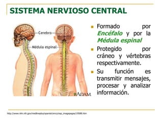 SISTEMA NERVIOSO CENTRAL
 Formado por
Encéfalo y por la
Médula espinal
 Protegido por
cráneo y vértebras
respectivamente.
 Su función es
transmitir mensajes,
procesar y analizar
información.
http://www.nlm.nih.gov/medlineplus/spanish/ency/esp_imagepages/19588.htm
 