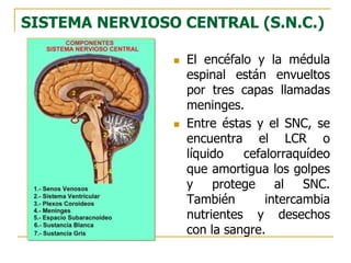 SISTEMA NERVIOSO CENTRAL (S.N.C.)
 El encéfalo y la médula
espinal están envueltos
por tres capas llamadas
meninges.
 Entre éstas y el SNC, se
encuentra el LCR o
líquido cefalorraquídeo
que amortigua los golpes
y protege al SNC.
También intercambia
nutrientes y desechos
con la sangre.
 