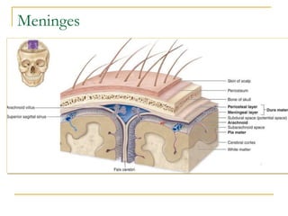 Meninges
 
