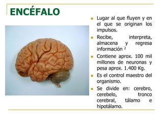ENCÉFALO  Lugar al que fluyen y en
el que se originan los
impulsos.
 Recibe, interpreta,
almacena y regresa
información 2
 Contiene aprox. 100 mil
millones de neuronas y
pesa aprox. 1.400 Kg.
 Es el control maestro del
organismo.
 Se divide en: cerebro,
cerebelo, tronco
cerebral, tálamo e
hipotálamo.
 