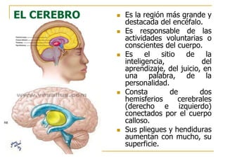 EL CEREBRO  Es la región más grande y
destacada del encéfalo.
 Es responsable de las
actividades voluntarias o
conscientes del cuerpo.
 Es el sitio de la
inteligencia, del
aprendizaje, del juicio, en
una palabra, de la
personalidad.
 Consta de dos
hemisferios cerebrales
(derecho e izquierdo)
conectados por el cuerpo
calloso.
 Sus pliegues y hendiduras
aumentan con mucho, su
superficie.
http://www.mhhe.com/socscience/intro/ibank/ibank/0013lll.jpg
 
