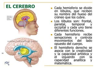 EL CEREBRO  Cada hemisferio se divide
en lóbulos, que reciben
su nombre del hueso del
cráneo que los cubre.
 Los lóbulos son: frontal,
parietal, temporal y
occipital y cada uno tiene
diferentes funciones.
 Cada hemisferio recibe
sensaciones y controla
movimientos del lado
opuesto del cuerpo.
 El hemisferio derecho se
asocia con la creatividad
y la capacidad artística y
el izquierdo con la
capacidad analítica y
matemática.
http://www.mhhe.com/socscience/intro/ibank/ibank/0013lll.jpg
 