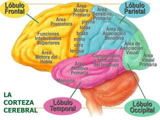 LA
CORTEZA
CEREBRAL
Lóbulo
Frontal
Funciones
Intelectuales
Superiores
Área
Motora
Primaria
Area
Premotora
Área
Motora del
Habla
pierna
tórax
brazo
mano
cara
lengua
Lóbulo
Parietal
Área
Sensitiva
Primaria
Área de
Asociación
Sensitiva
Lóbulo
Occipital
Área
Visual
Primaria
Área de
Asociación
Visual
Lóbulo
Temporal
Memoria
Área
Auditiva
Primaria
Comprensión
y formación
del lenguaje
 