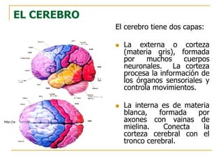 EL CEREBRO
El cerebro tiene dos capas:
 La externa o corteza
(materia gris), formada
por muchos cuerpos
neuronales. La corteza
procesa la información de
los órganos sensoriales y
controla movimientos.
 La interna es de materia
blanca, formada por
axones con vainas de
mielina. Conecta la
corteza cerebral con el
tronco cerebral.
http://www.mhhe.com/socscience/intro/ibank/ibank/0013lll.jpg
 