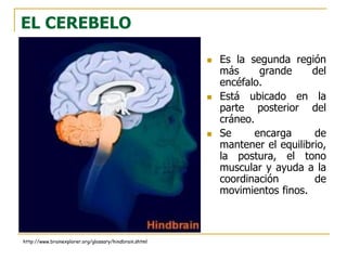 EL CEREBELO
 Es la segunda región
más grande del
encéfalo.
 Está ubicado en la
parte posterior del
cráneo.
 Se encarga de
mantener el equilibrio,
la postura, el tono
muscular y ayuda a la
coordinación de
movimientos finos.
http://www.brainexplorer.org/glossary/hindbrain.shtml
 