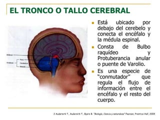 EL TRONCO O TALLO CEREBRAL
 Está ubicado por
debajo del cerebelo y
conecta el encéfalo y
la médula espinal.
 Consta de Bulbo
raquídeo y
Protuberancia anular
o puente de Varolio.
 Es una especie de
“conmutador” que
regula el flujo de
información entre el
encéfalo y el resto del
cuerpo.
2 Audersirk T., Audersirk T., Byers B. “Biología, Ciencia y naturaleza” Pearson, Prentice Hall, 2004
 