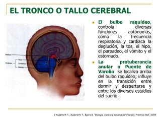 EL TRONCO O TALLO CEREBRAL
 El bulbo raquídeo,
controla diversas
funciones autónomas,
como la frecuencia
respiratoria y cardiaca la
deglución, la tos, el hipo,
el parpadeo, el vómito y el
estornudo.
 La protuberancia
anular o Puente de
Varolio se localiza arriba
del bulbo raquídeo; influye
en la transición entre
dormir y despertarse y
entre los diversos estadios
del sueño.
2 Audersirk T., Audersirk T., Byers B. “Biología, Ciencia y naturaleza” Pearson, Prentice Hall, 2004
 