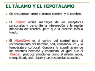 EL TÁLAMO Y EL HIPOTÁLAMO
 Se encuentran entre el tronco cerebral y el cerebro.
 El Tálamo recibe mensajes de los receptores
sensoriales y transmite la información a la región
adecuada del cerebro, para que la procese más a
fondo.
 El Hipotálamo es el centro del control para el
reconocimiento del hambre, sed, cansancio, ira y la
temperatura corporal. Controla la coordinación de
los sistemas nervioso y endocrino. Al igual que el
Tálamo, produce emociones como el miedo, rabia,
tranquilidad, sed, placer y las respuestas sexuales.
 