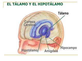 EL TÁLAMO Y EL HIPOTÁLAMO
Corteza
Cerebral
Tálamo
Hipotálamo Amígdala
Hipocampo
 