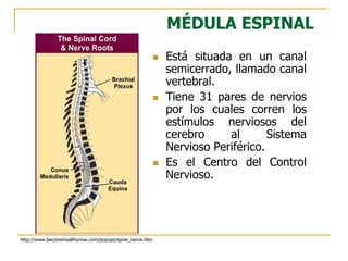 MÉDULA ESPINAL
 Está situada en un canal
semicerrado, llamado canal
vertebral.
 Tiene 31 pares de nervios
por los cuales corren los
estímulos nerviosos del
cerebro al Sistema
Nervioso Periférico.
 Es el Centro del Control
Nervioso.
http://www.becomehealthynow.com/popups/spine_nerve.htm
 