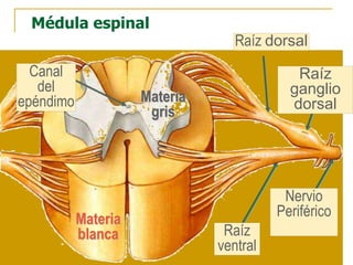 Médula espinal
Materia
blanca
Materia
gris
Canal
del
epéndimo
Raíz dorsal
Raíz
ganglio
dorsal
Raíz
ventral
Nervio
Periférico
 