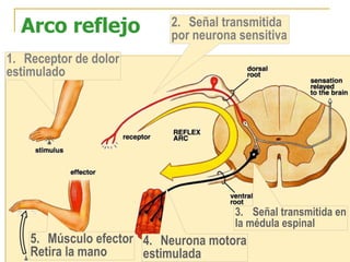 Arco reflejo
1. Receptor de dolor
estimulado
2. Señal transmitida
por neurona sensitiva
4. Neurona motora
estimulada
3. Señal transmitida en
la médula espinal
5. Músculo efector
Retira la mano
 