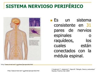 SISTEMA NERVIOSO PERIFÉRICO
 Es un sistema
consistente en 31
pares de nervios
espinales o
raquídeos, los
cuales están
conectados con la
médula espinal.
http://www.sirinet.net/~jgjohnso/periperalns.html
http://www.sirinet.net/~jgjohnso/periperalns.html
2 Audersirk T., Audersirk T., Byers B. “Biología, Ciencia y naturaleza”
Pearson, Prentice Hall, 2004
 