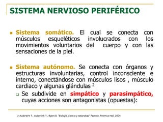 SISTEMA NERVIOSO PERIFÉRICO
 Sistema somático. El cual se conecta con
músculos esqueléticos involucrados con los
movimientos voluntarios del cuerpo y con las
sensaciones de la piel.
 Sistema autónomo. Se conecta con órganos y
estructuras involuntarias, control inconsciente e
interno, conectándose con músculos lisos , músculo
cardiaco y algunas glándulas 2
 Se subdivide en simpático y parasimpático,
cuyas acciones son antagonistas (opuestas):
2 Audersirk T., Audersirk T., Byers B. “Biología, Ciencia y naturaleza” Pearson, Prentice Hall, 2004
 