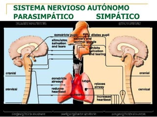 SISTEMA NERVIOSO AUTÓNOMO
PARASIMPÁTICO SIMPÁTICO
 