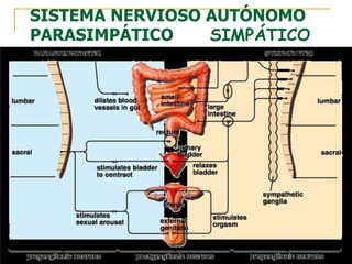 SISTEMA NERVIOSO AUTÓNOMO
PARASIMPÁTICO SIMPÁTICO
 