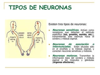TIPOS DE NEURONAS
Existen tres tipos de neuronas:
 Neuronas sensitivas. Actúan como
receptores que detectan el estímulo
específico (luz, presión, sonido, etc.),
transmitiendo este estímulo hacia el
cerebro y médula espinal.
 Neuronas de asociación o
internunciales. Están situadas sólo
en el encéfalo y la médula espinal, y
conectan neuronas sensitivas y motoras.
 Neuronas motoras. Transmiten la
información lejos del cerebro y médula
espinal a los músculos y glándulas
(órganos efectores).
 