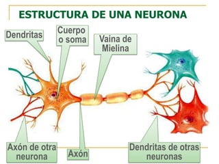 ESTRUCTURA DE UNA NEURONA
Cuerpo
o soma
Dendritas
Axón de otra
neurona Axón
Vaina de
Mielina
Dendritas de otras
neuronas
 