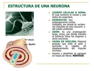  CUERPO CELULAR O SOMA:
El cual contiene al núcleo y casi
todos los organelos.
 DENDRITAS: Son
prolongaciones cortas,
múltiples, por donde se reciben
los impulsos de otra neurona o
del medio ambiente.
 AXÓN: Es una prolongación
larga, única, por donde transita
el estímulo hacia los órganos u
otras neuronas.
 VAINA DE MIELINA: Material
grasoso que aísla al axón y
aumenta la rapidez de
desplazamiento del impulso
nervioso.
 Axones y dendritas se agrupan
en haces de fibras: NERVIOS
ESTRUCTURA DE UNA NEURONA
 