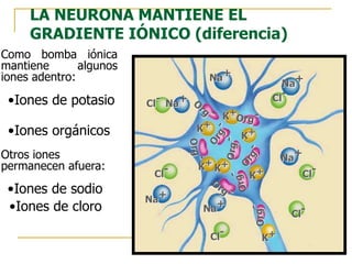 LA NEURONA MANTIENE EL
GRADIENTE IÓNICO (diferencia)
K+
K+
K+
K+
K+
K+
K+
Na+
Na+
Na+
Na+
Na+
Na+
Cl-
Cl-
Cl-
Cl-
Cl-
Cl-
Como bomba iónica
mantiene algunos
iones adentro:
•Iones de potasio
•Iones orgánicos
Otros iones
permanecen afuera:
•Iones de sodio
•Iones de cloro
 
